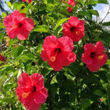 4 Red Hibiscus Plants Live, Flower Bush, 4-8 Inch Tall