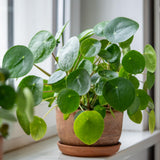Money Plant Live in 6" Pot, Pilea Peperomioides Indoor Houseplant