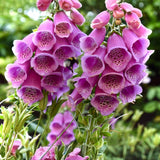 Purple Foxglove Flower Live Plant, 3-6 Inch Tall, 3 Inch Pot