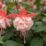 Light Pink Fuchsia Live Plant, Vibrant Plant, 4-8 Inch Tall in 5 Inch Pot