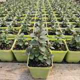 2 Orange Mint Herb Live Plants, Mint Herb Plant, 3-7 Inch Tall