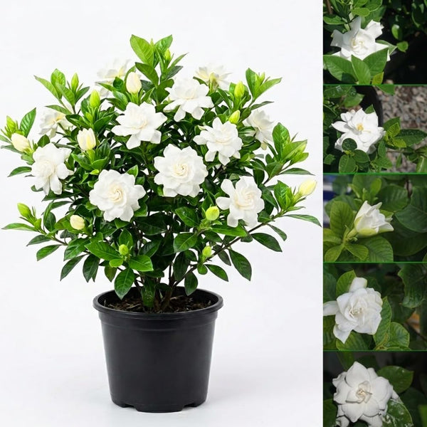 Gardenia Plant Live, Fragrant Flower Plant, 5-7 Inch Tall, 3.5 Inch Pot