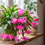 Pink Holiday Cactus Plant Live, Houseplant, 4-7 Inch Tall, 4 Inch Pot