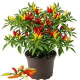 Red Pepper Live Plant, Hot Chili Pepper Plant, 4-7 Inch Tall