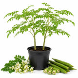 2 Moringa Live Plants, Herb Tree, 4-7 Inch Tall, 4 Inch Pot