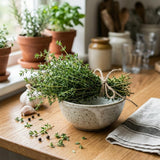 Live Thyme Plant, Indoor Outdoor Herb Plant, 5-8 Inch Tall