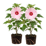 Set 2 Red Pink Hibiscus Plant Live