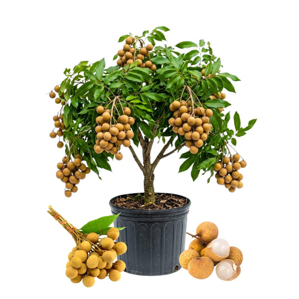Longan Tree Plant Live, Well-Rooted Fruit Tree, 8-10 Inch Tall, 4 Inch Pot