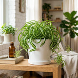 Variegated Spider Live Plant, Home Office Decor Plant, 2 Inch Pot