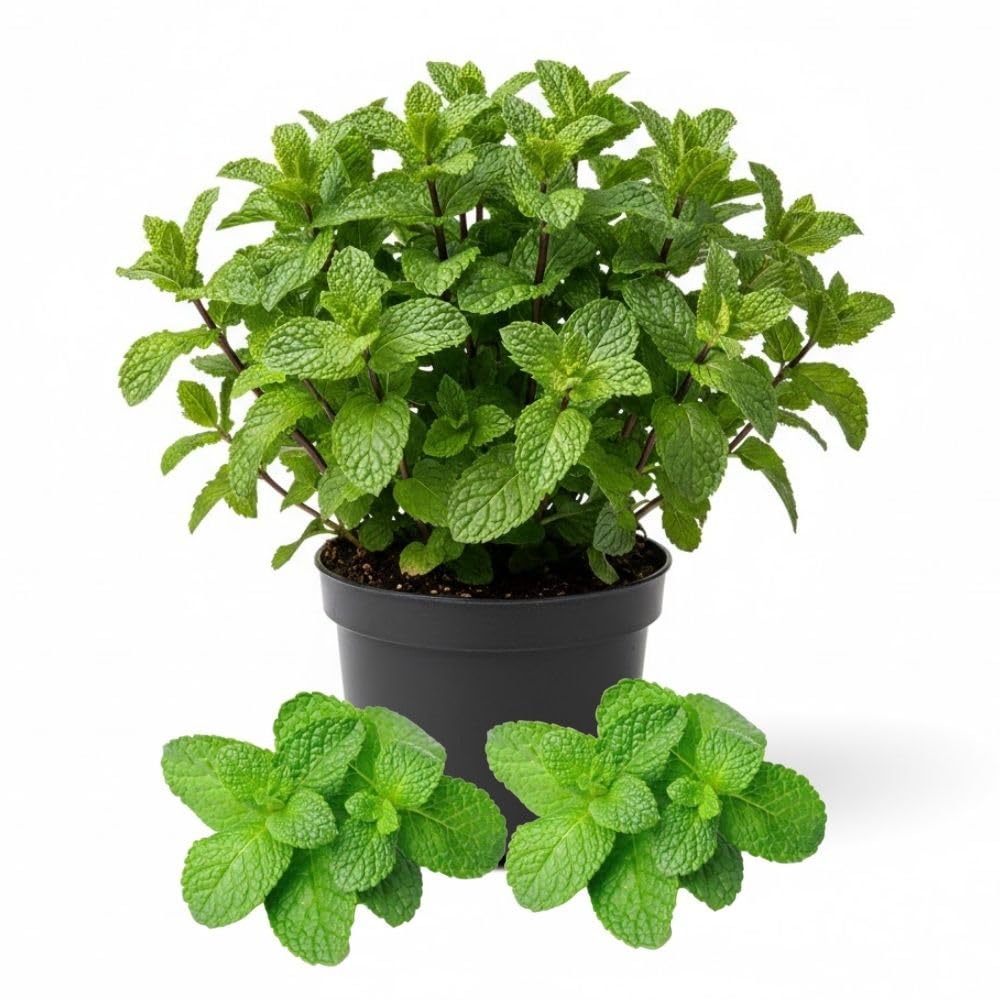 Peppermint Herb Live Plant in 4 Inch Pot, 3-5 Inch Tall