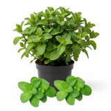 Peppermint Herb Live Plant in 4 Inch Pot, 3-5 Inch Tall