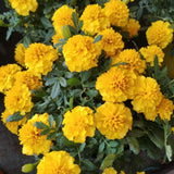 Yellow African Marigold Live Plant 4" Pot