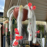 Rare Monkey Tail Cactus Live Plant in 2 Inch Pot