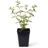 Light Pink Fuchsia Live Plant in 5 Inch Pot - 3-6 Inch Tall