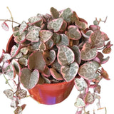 Variegated String of Hearts Live Plant, 4-6 Inch Tall, 4 Inch Pot