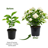 Arabian Jasmine Vine Live Plant, Flower Vine, 8-10 Inch Tall, 3.5 Inch Pot