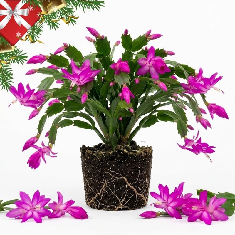 Purple Christmas Cactus Live Plant, 3 Inch Pot, 2 Plants Per Pot