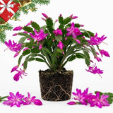 Purple Christmas Cactus Live Plant, 3 Inch Pot, 2 Plants Per Pot