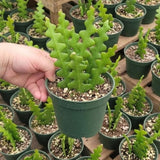 Fishbone Cactus Epiphyllum Live Plant, Indoor Cactus Plant, 4 Inch Pot