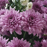 2 Lavender Chrysanthemum Live Plants - 3-6 Inch Tall