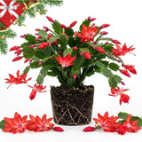Red Christmas Cactus Live Plant, 3 Inch Pot, 2 Plants Per Pot