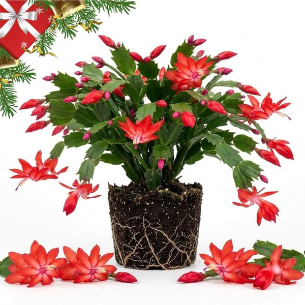Red Christmas Cactus Live Plant, 3 Inch Pot, 2 Plants Per Pot