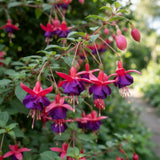 White Purple Fuchsia Live Plant, Flower Plant, 4-8 Inch Tall in 5 Inch Pot