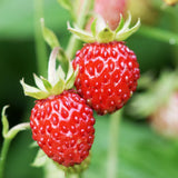 2 Red Strawberry Live Plants, Berry Plant, 3-5 Inch Tall, 3 Inch Pot