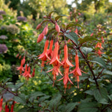 Orange Red Fuchsia Live Plant, Fushsia Flowers, 4-8 Inch Tall, 5 Inch Pot