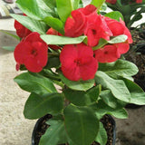 Live Red Crown of Thorns Plant 4 Inch Pot