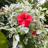 4 Variegated Red Hibiscus Plants Live, 4-8 Inch Tall