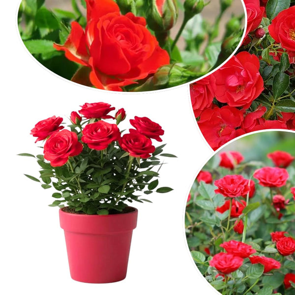 Miniature Rose Live Plant, Hardy Rose Plant, 3-5 Inch Tall, 3.5 Inch Pot