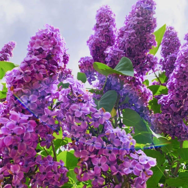 2 Purple Lilac Plants Live, Flowering Shrub, 4-6 Inch Tall, 4 Inch Pot