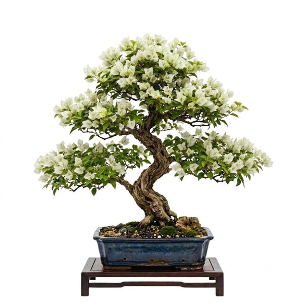 White Bougainvillea Live Plant, Well-Rooted Flower Vine, 4 Inch Tall