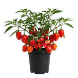 Red Habanero Pepper Plant Live 3-6 Inch Tall, 2 Plant Per Pot