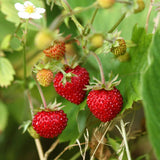 2 Red Strawberry Live Plants, Berry Plant, 3-5 Inch Tall, 3 Inch Pot