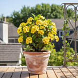 Yellow Crown of Thorns Live Plant, 4-7 Inch Tall, 4 Inch Pot