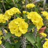 Yellow Crown of Thorns Plant Live, Houseplant, 4-6 Inch Tall, 4 Inch Pot
