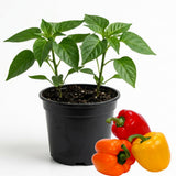 Bell Pepper Plants Live, Live Seedling, 4-6 Inch Tall, 4 Inch Pot