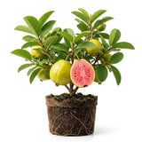 Pink Guava Tree Live Plant, Sweet Tropical Fruit, 6-10 Inches Tall