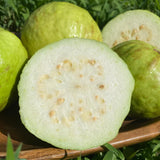 White Guava Tree Plant Live, Fruit Tree, 8-10 Inch Tall