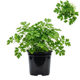 Parsley Herb Live Plants, Well-Rooted Herb Plant, 4-6 Inch Tall
