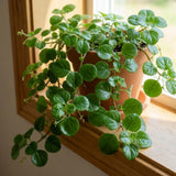 Green Swedish Ivy Plectranthus Live Plant, 4-6 Inch Tall, 4 Inch Pot