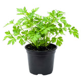Parsley Plants Live, Well-Rooted Herb Plant, 4-7 Inch Tall