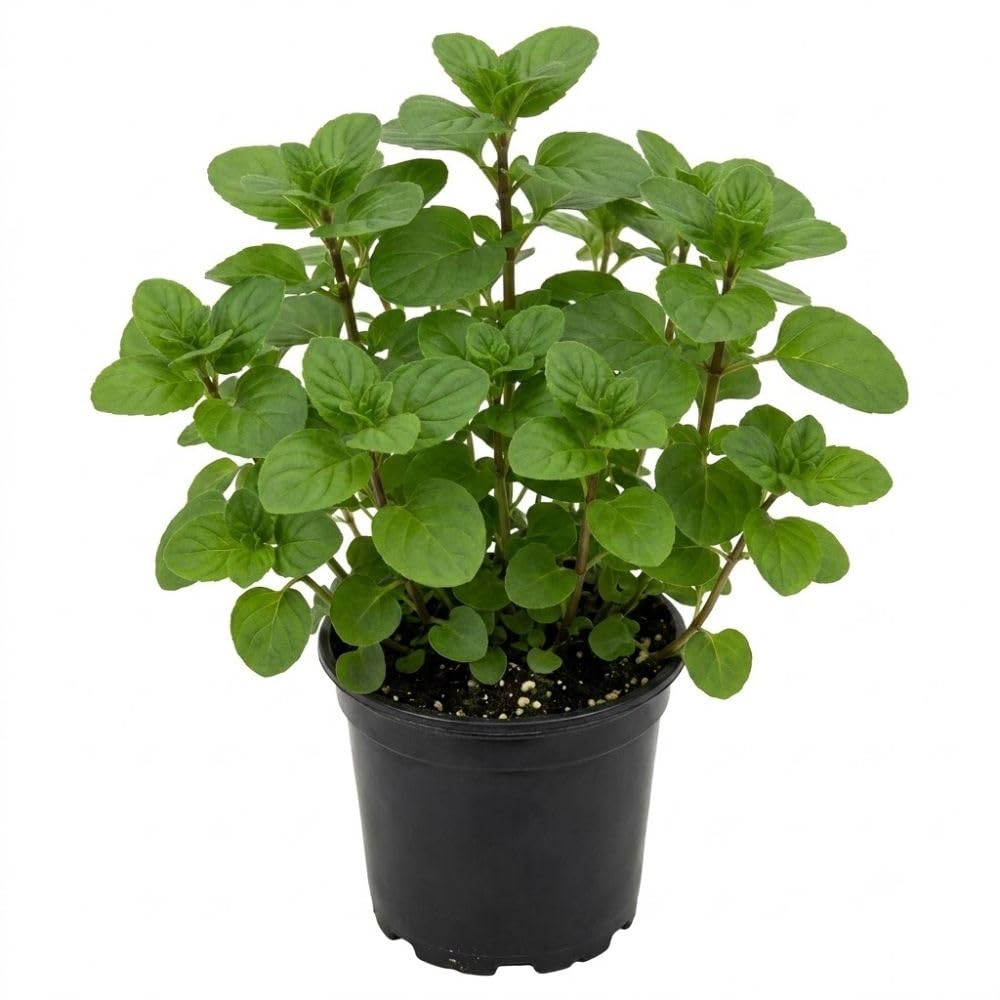 Orange Mint Live Plant, 3–5 Inch Tall
