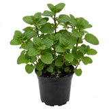 Orange Mint Live Plant, 3–5 Inch Tall