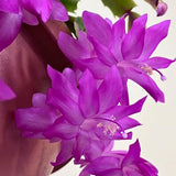 Purple True Christmas Cactus Live Plant, Desk Shelf Plant, 4-6 Inch Tall