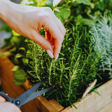 2 Rosemary Live Plants, Kitchen Herb Garden Plant, 4 Inch Pot
