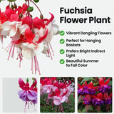 White Purple Fuchsia Live Plant, Long Blooming Flower, 5 Inch Pot