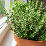 Live Thyme Plant, Indoor Outdoor Herb Plant, 5-8 Inch Tall
